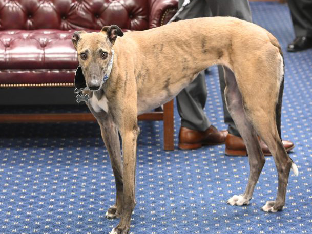 Weld's retired greyhound gets attention during visit to Capitol | News, Sports, Jobs - Vimarsana News